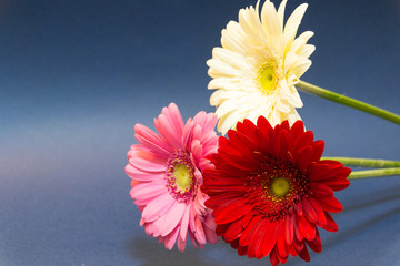 A bouquet of gerbera flowers on a blue background. Colorful. Celebration. March 8.