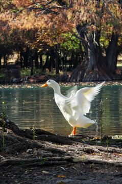 Pato vuela en Cam&eacute;cuaro