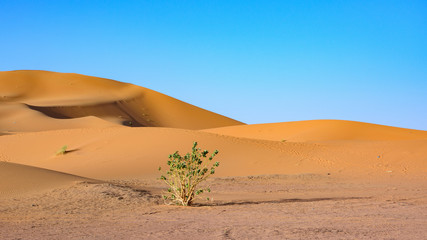 Fototapeta na wymiar Sahara Desert, Erg Chebi dunes. Merzouga, Morocco