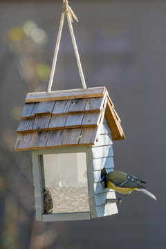 m&eacute;sange bleue