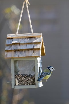 m&eacute;sange sur une mangeoire