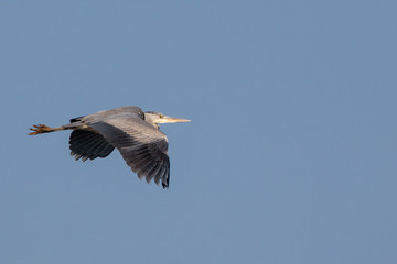 Heron on flight