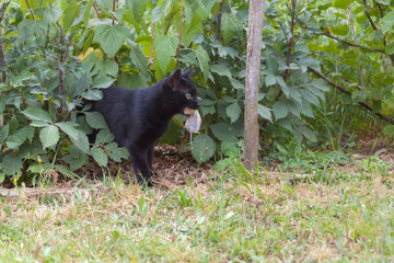 Chasser pour le plaisir - Chat noir jouant avec une souris
