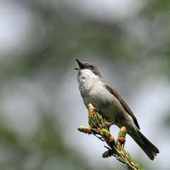 Lesser Whitethroat