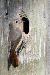 Common redstart