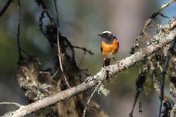 common redstart in the tree