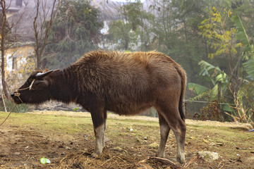 Buffalo in  Yunnan China