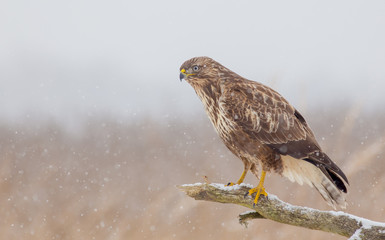 Common Buzzard - Buteo buteo