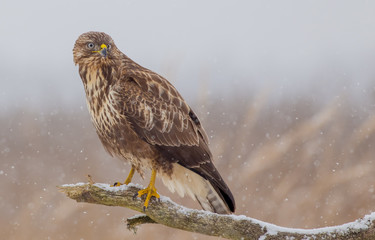 Common Buzzard - Buteo buteo