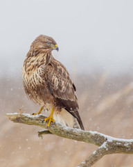 Common Buzzard - Buteo buteo