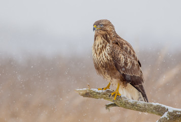 Common Buzzard - Buteo buteo
