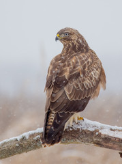Common Buzzard - Buteo buteo