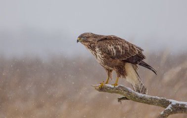 Common Buzzard - Buteo buteo