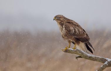 Common Buzzard - Buteo buteo
