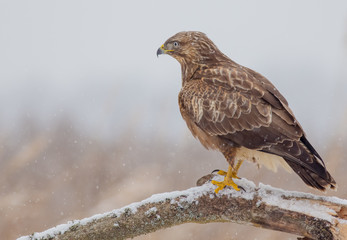 Common Buzzard - Buteo buteo