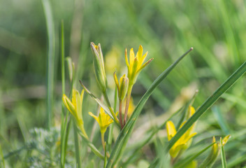 yellow spring flowers