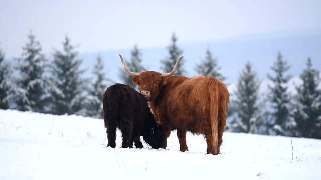 Highland cattle cow in snowy pasture.