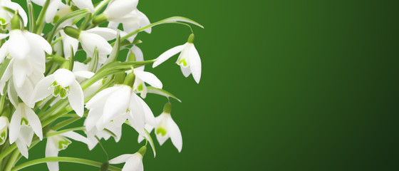 Wiese mit zarten Blumen im Frühling