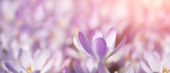 Wiese mit zarten Blumen im Frühling