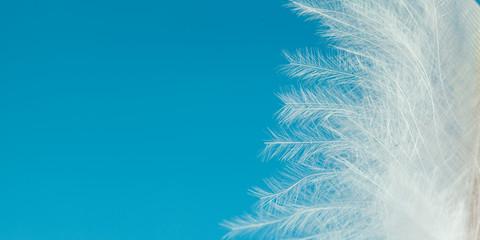 White feather of bird on blue background. Soft blue vintage color texture. Banner.