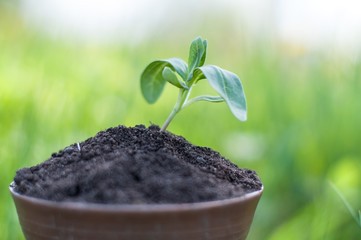 The seedling are growing from the rich soil to the morning sunlight that is shining, ecology concept