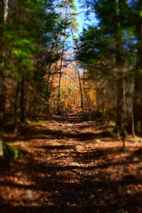 Obraz premium Adirondack Foliage