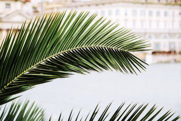 Naklejka premium Palm tree in Piazza del Popolo. Rome, Italy.