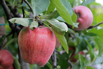 Red apple 