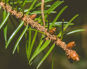 Blooming Branch of Pine Tree C, Captured at Somerset England, Macro Split Toning Shallow Depth of Field Nature Photography, Winter Feb 2018