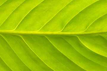 Green leaf close-up. Texture for design