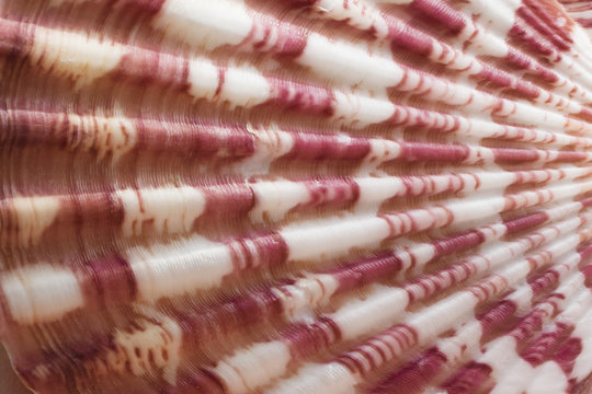 Sea shell close-up. Background