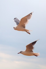 Two big gulls in blue sky looking around and flying up