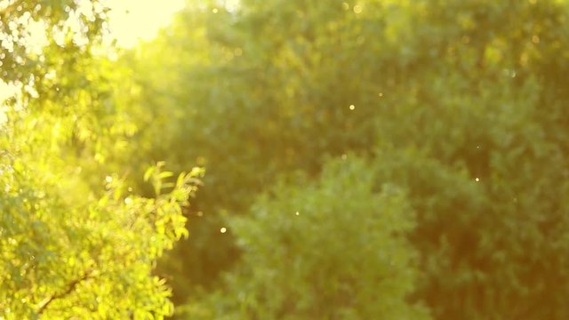 Blurry pollen slowly flying in summer air at green foliage of trees in background. Charming sunset time in wood. Real time full hd video footage.
