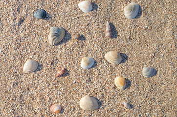 many small sea shells, different size on the sand