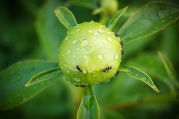 flower bud, on which ants crawl, dew on bud, spring or summer day