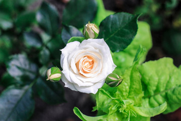 one large rose and three small buds of a white rose blossom with dark and light green leaves