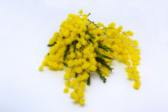 Mimosa flower on a white background