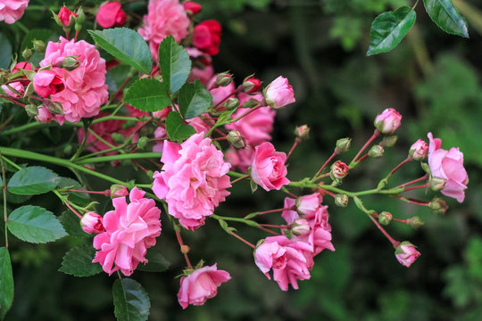 a shrub with small pink roses blossoms in a green garden