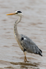 Heron cendré; Ardea cinerea, Grey Heron