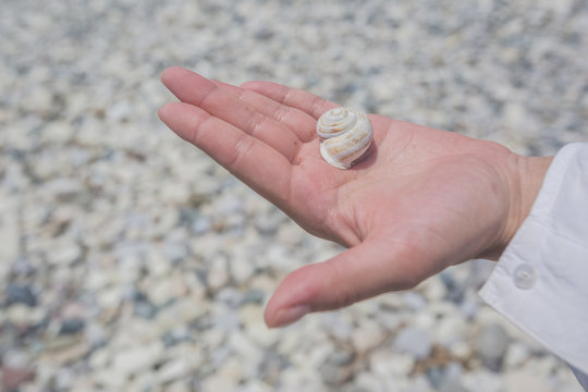 Empty sea snail shell in hand