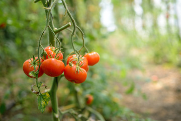 Kırmızı domatesler, arka plan