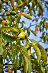 Walnut tree with green fruits