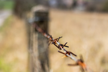 Barbed Wire Close Up