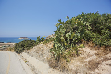Cacti on the roadside. Cyprus