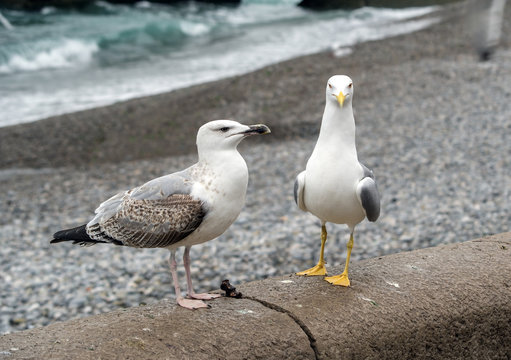 White and grey seagulls on rest