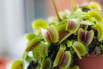Venus Fly Trap Plant © Sam Foster