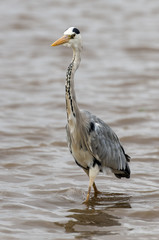 Heron cendré; Ardea cinerea, Grey Heron