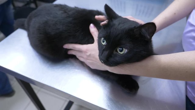4K. Slow motion. an unhappy woman brought a cat to a veterinary clinic. waiting for the doctor's appointment.