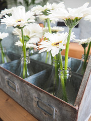 Arrangement of white gerbera flowers in small glass vases standing in a tin box