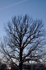 Fototapeta na wymiar дерево